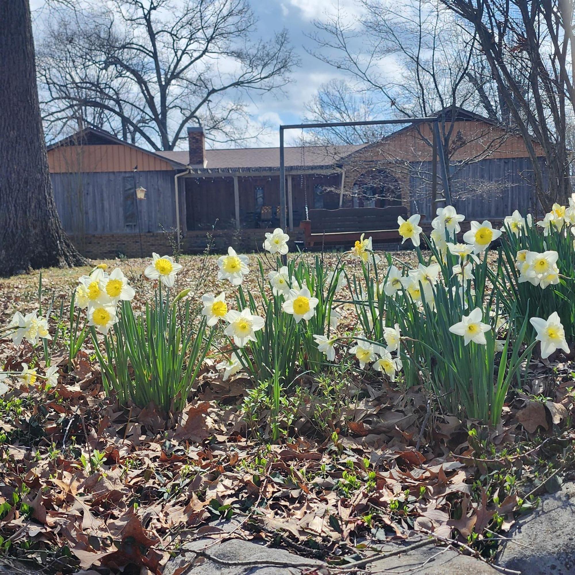 Sisters On Sycamore B&B Russellville Εξωτερικό φωτογραφία